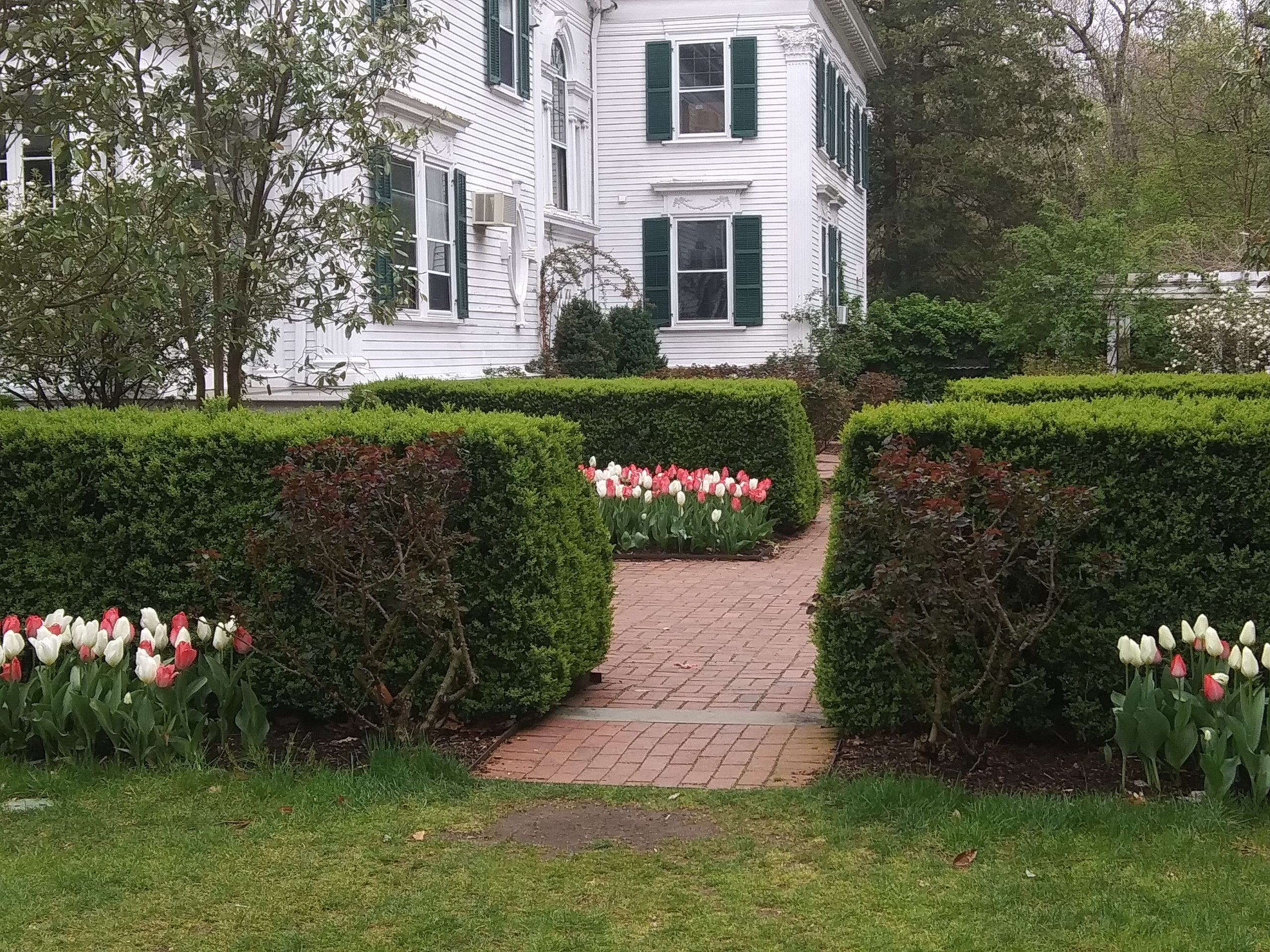 White house, hedges and tulips