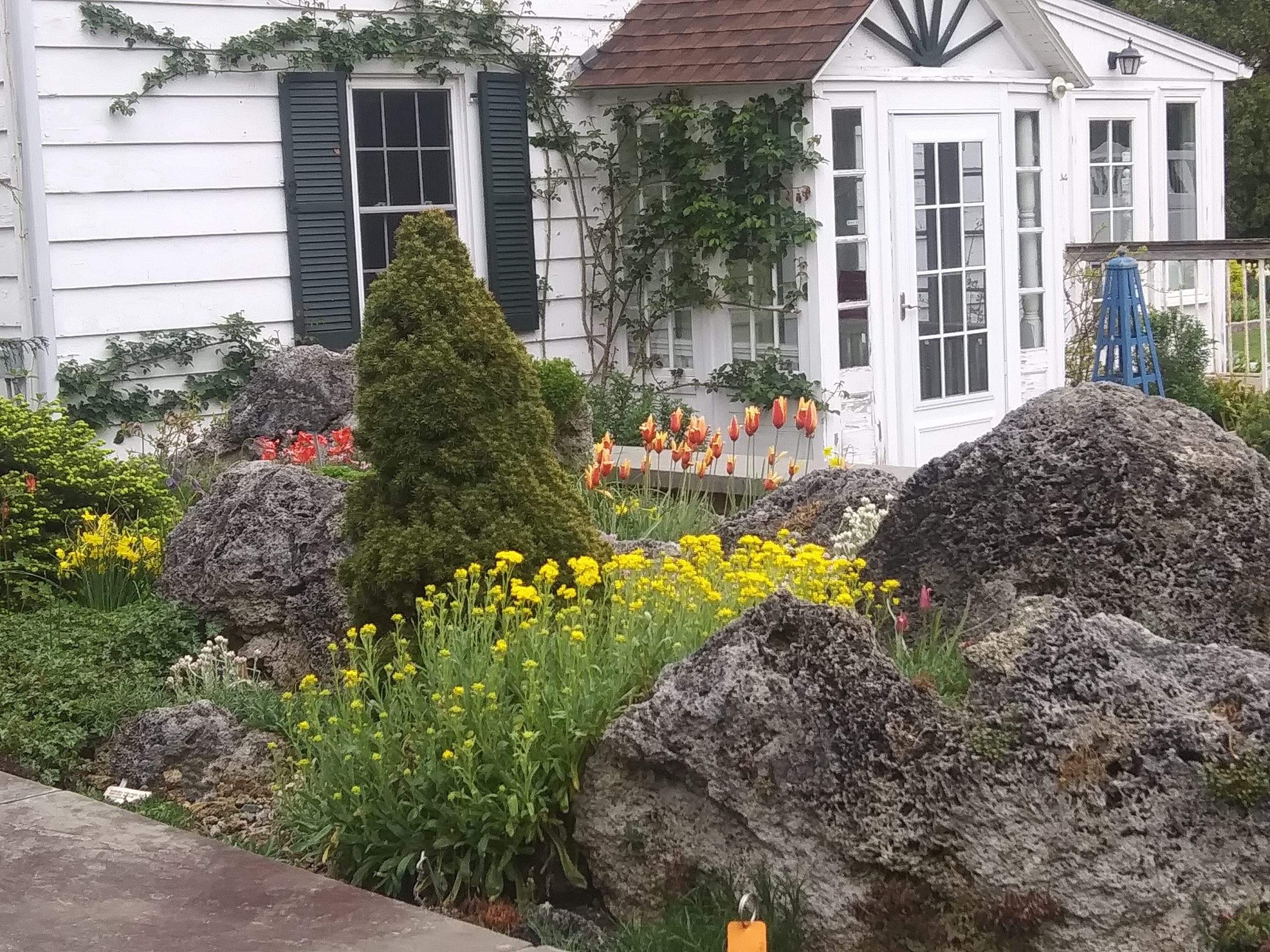 Rock garden with yellow flowers in front of white cottage